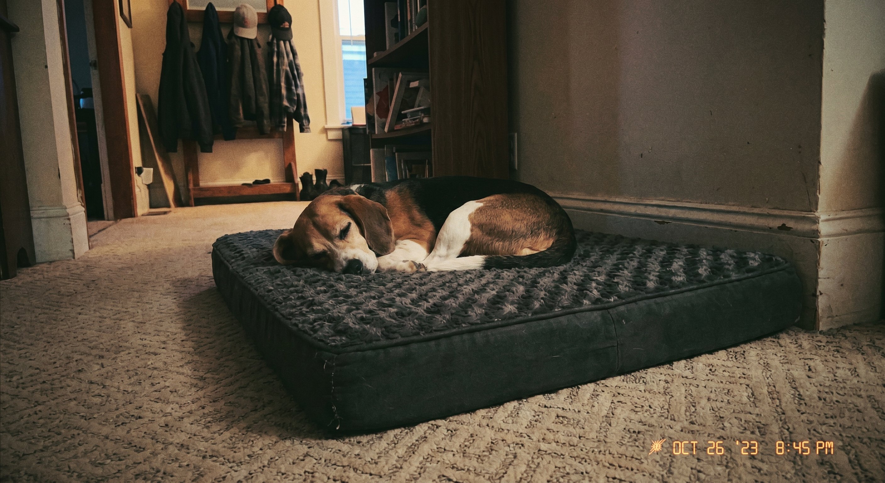 Beagle on Loftpaw bed
