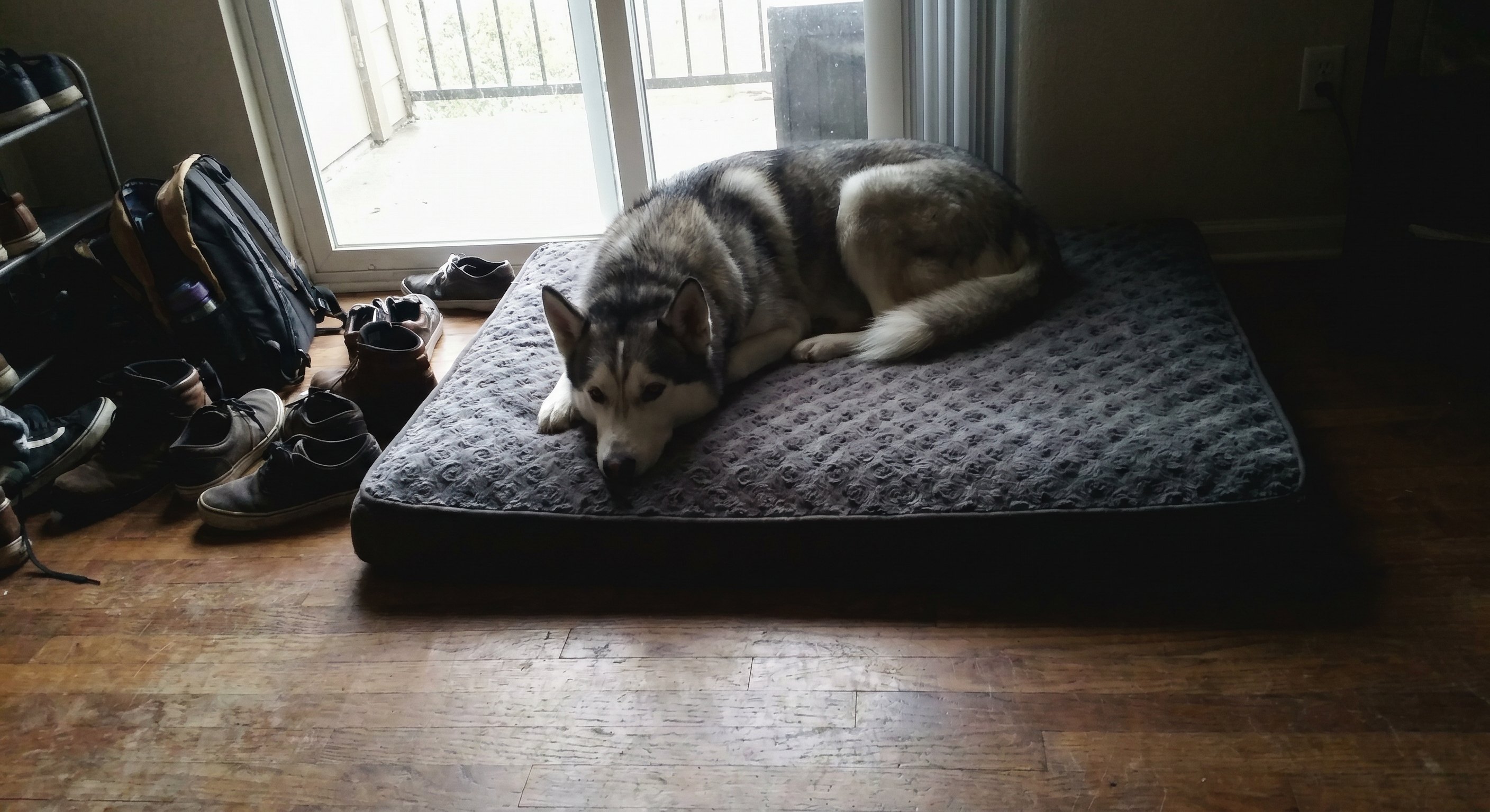 Husky on Loftpaw bed